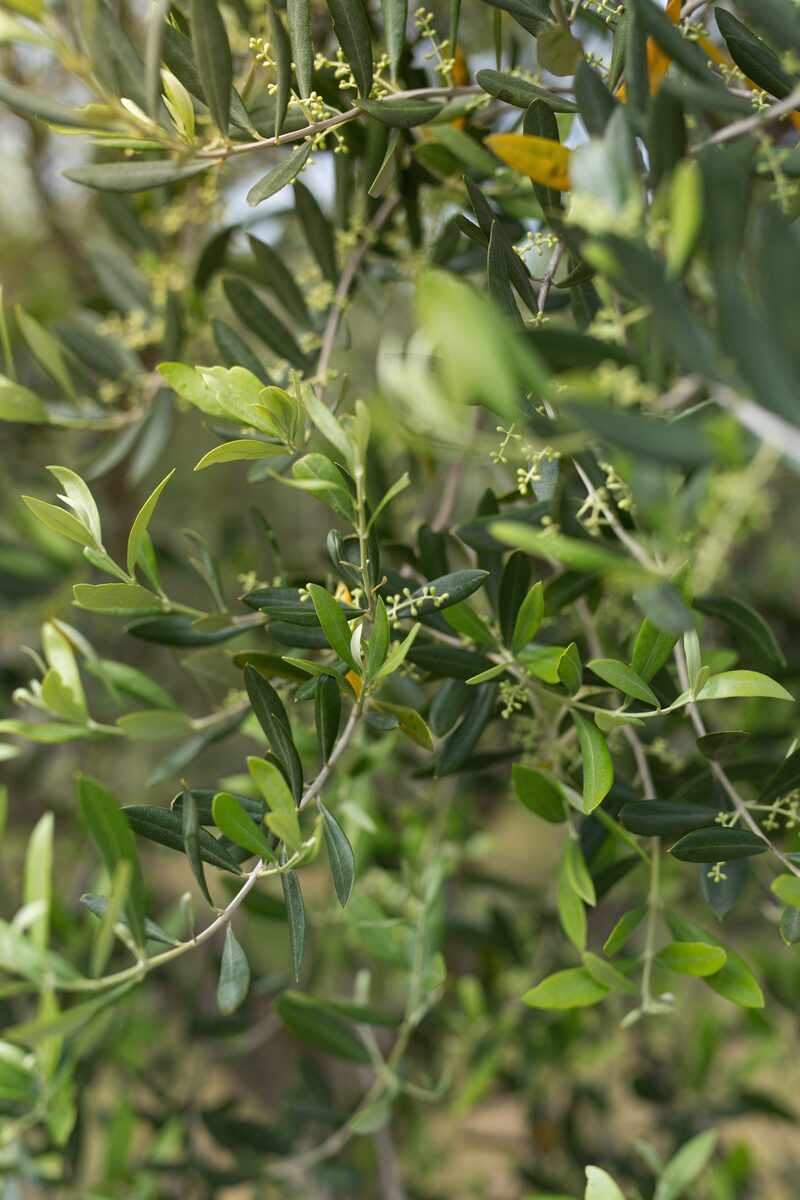 Olive branches heavy with fruit in the grove